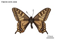 藏品(黃鳳蝶)的圖片